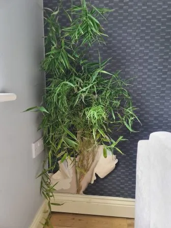 Estate agents warned about potential problems caused by invasive bamboo