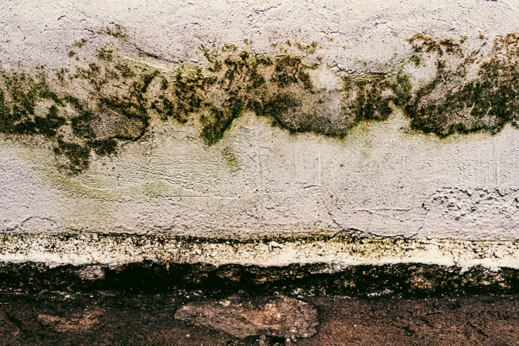 Housing Ombudsman highlights over 100 damp and mould cases